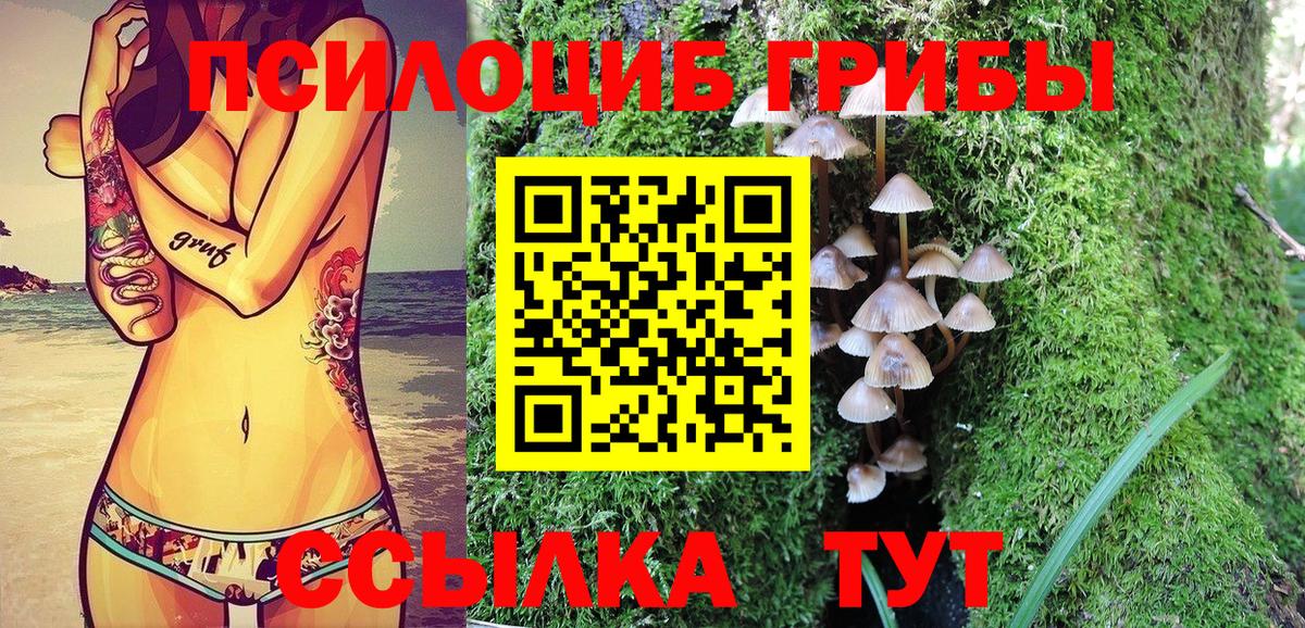 Псилоцибиновые грибы Psilocybe Елизово